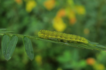 Cloudless Sulphur
caterpillar
